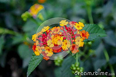 Lantana Camara Orange variety flowers Stock Photo