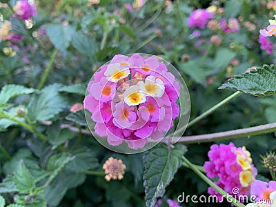 Lantana camara pink and cream flower, closeup on blurred background. Stock Photo