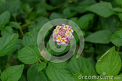 Lantana camara is a species of flowering plant within the verbena family, native to the American tropics. top view. Indonesia Stock Photo