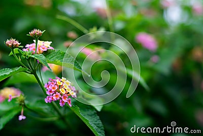 Lantana camera colorful umbel inflorescence of flowers on the plant with selective focus and copy space Stock Photo