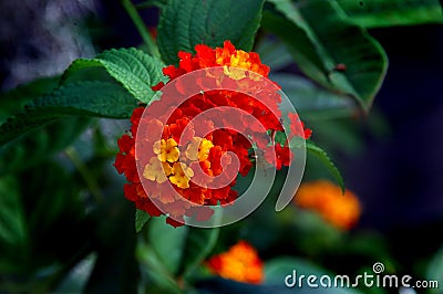 Lantana Flower Stock Photo