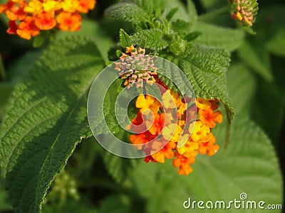 Lantana flowers with green leaves Stock Photo