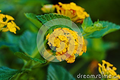 Lantana, Golden Spreader Stock Photo