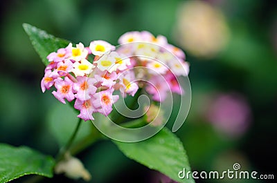 Lantana tropical flowers Stock Photo