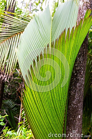 Lantannyen fey Phoenicophorium borsigianum, latanier palm palm leaf, Seychelles. Stock Photo