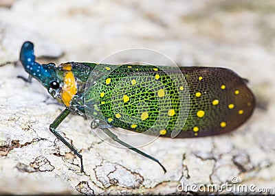 Lantern bug Pyrops sidereus on the tree bark. Borneo Stock Photo