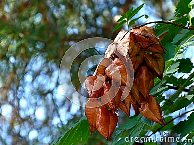 Lantern tree detail in autumn colors. Koelreuteria paniculata. Stock Photo