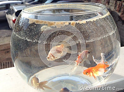 aquarium water and fish integrity Stock Photo