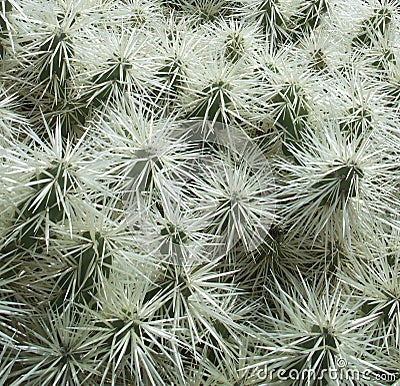 Lanzarote Cactus Gardens 005 Stock Photo