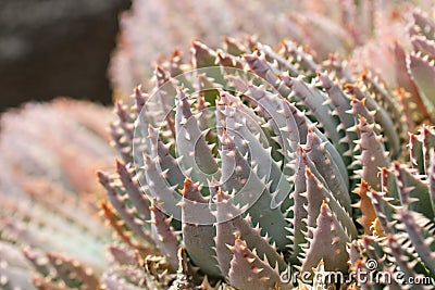 Lanzarote Cactus Macro 1 Stock Photo