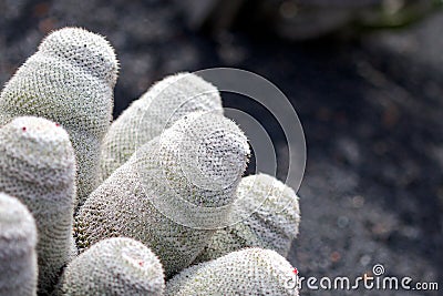 Lanzarote Cactus Macro 3 Stock Photo