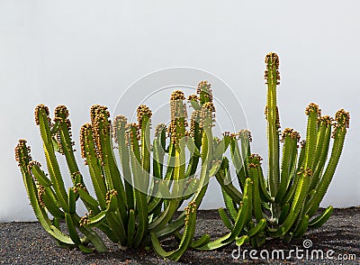 Lanzarote cactus over white house facade Stock Photo