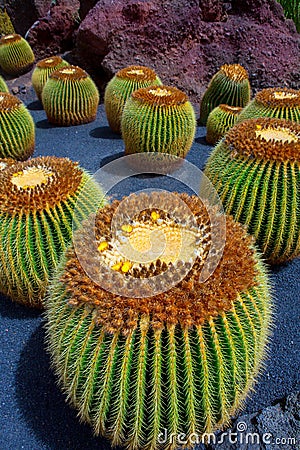 Lanzarote Guatiza cactus garden Echinocactus Macrocentra Stock Photo