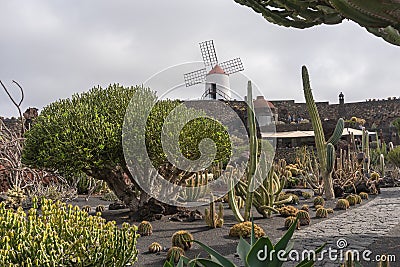 Jardin de cactus Editorial Stock Photo