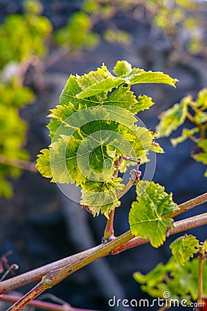 Lanzarote vineyards build on lava, La Geria wine region, malvasia grape vine in winter Stock Photo