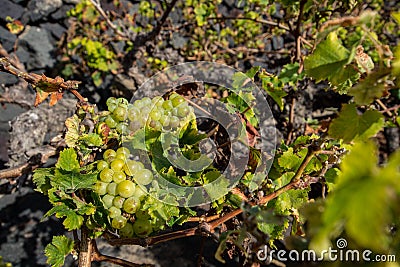 Lanzarote vineyards build on lava, La Geria wine region, malvasia grape vine in winter Stock Photo