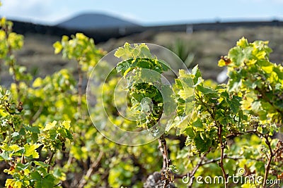 Lanzarote vineyards build on lava, La Geria wine region, malvasia grape vine in winter Stock Photo