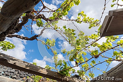 Lanzarote vineyards build on lava, La Geria wine region, malvasia grape vine in winter Stock Photo