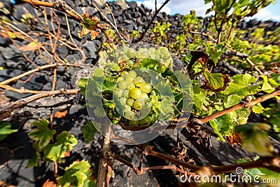 Lanzarote vineyards build on lava, La Geria wine region, malvasia grape vine in winter Stock Photo