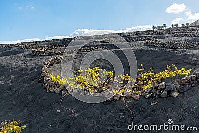 Lanzarote vineyards build on lava, La Geria wine region, malvasia grape vine in winter Stock Photo