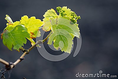 Lanzarote vineyards build on lava, La Geria wine region, malvasia grape vine in winter Stock Photo