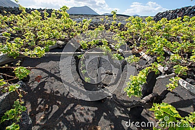 Lanzarote vineyards build on lava, La Geria wine region, malvasia grape vine in winter Stock Photo