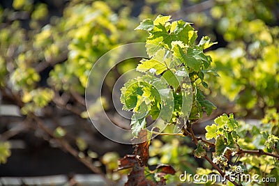 Lanzarote vineyards build on lava, La Geria wine region, malvasia grape vine in winter Stock Photo