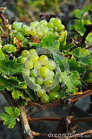 Lanzarote vineyards, La Geria wine region, malvasia grape vine i Stock Photo