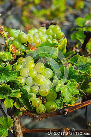 Lanzarote vineyards, La Geria wine region, malvasia grape vine i Stock Photo