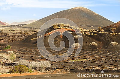 Lanzarote vineyards landscape Stock Photo