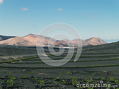 Lanzarote Vineyards Stock Photo