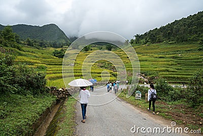 Lao Cai, Vietnam - Aug 30, 2017: Terraced rice field landscape in harvesting season with school children walking on curver road in Editorial Stock Photo