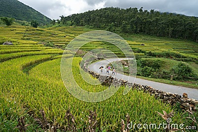 Lao Cai, Vietnam - Aug 30, 2017: Terraced rice field landscape in harvesting season with school children walking on curver road in Editorial Stock Photo