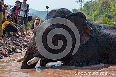 Lao Elephant Festival, Hongsa, Laos. Editorial Stock Photo