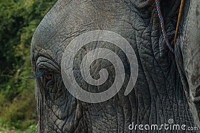 Lao Elephant Festival, Hongsa, Laos. Stock Photo