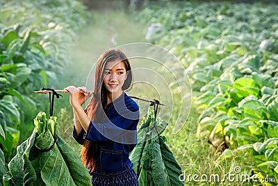 Lao women carry tobacco leaf to market Stock Photo