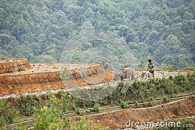 Laocai Vietnam April 18 2015 Vietnam Paddy fields, terraced culture, Sapa, Vietnam Editorial Stock Photo