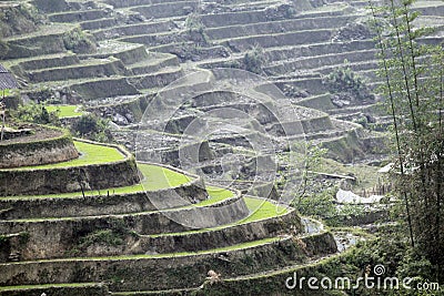 Laocai Vietnam April 18 2015 Vietnam Paddy fields, terraced culture, Sapa, Vietnam Editorial Stock Photo