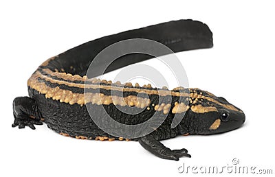 Laos Warty Newt, Paramesotriton laoensis Stock Photo