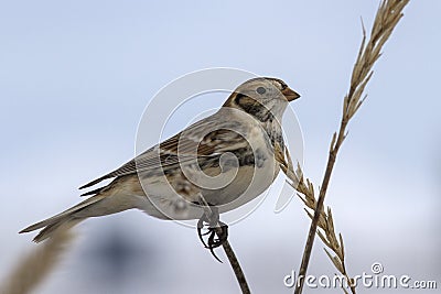 Lapland Bunting sitting on a branch Leymus winter day Stock Photo