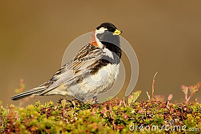 Lapland Bunting Stock Photo