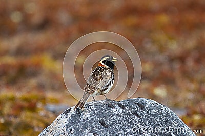 Lapland longspur bird standing on a rock Stock Photo