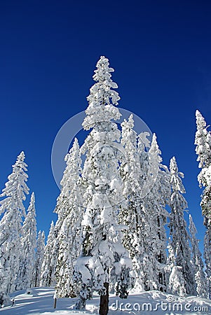 Lapland Winter Stock Photo