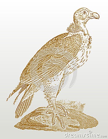 Endangered lappet-faced vulture or nubian vulture torgos tracheliotos sitting on a rock Vector Illustration