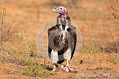 Lappet-faced vulture Stock Photo