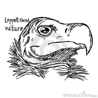 Lappet-faced vulture - vector illustration sketch hand drawn wit Vector Illustration