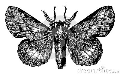 Lappet Moth, vintage illustration Vector Illustration