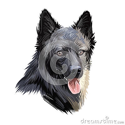 Lapponian herder dog canine closeup of pet digital art illustration. Lapinporokoira hound with stuck out tongue, lapsk vallhund Cartoon Illustration