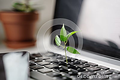 Laptop keyboard with plant growing on it. Green IT computing concept. Carbon efficient technology. Digital Stock Photo