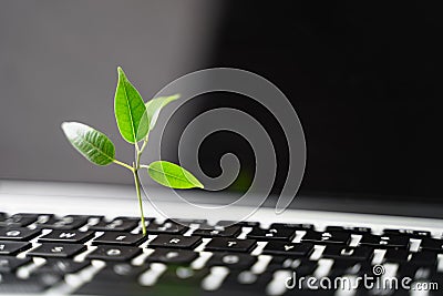 Laptop keyboard with plant growing on it. Green IT computing concept. Carbon efficient technology. Digital Stock Photo